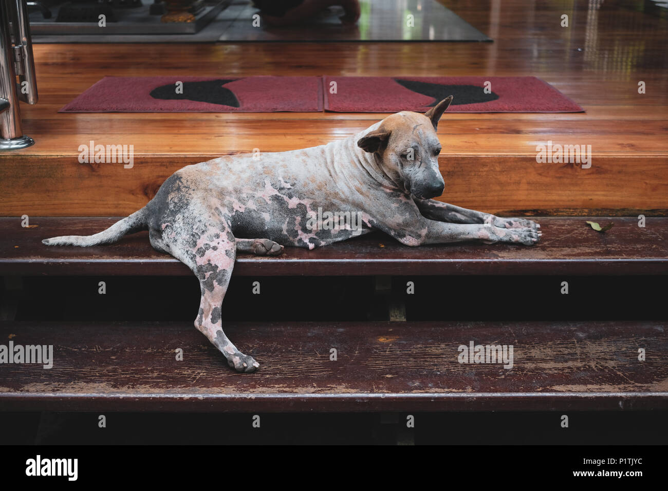 Obdachlosen Hund mit Traurigkeit an einem Tempel in Thailand Stockfoto