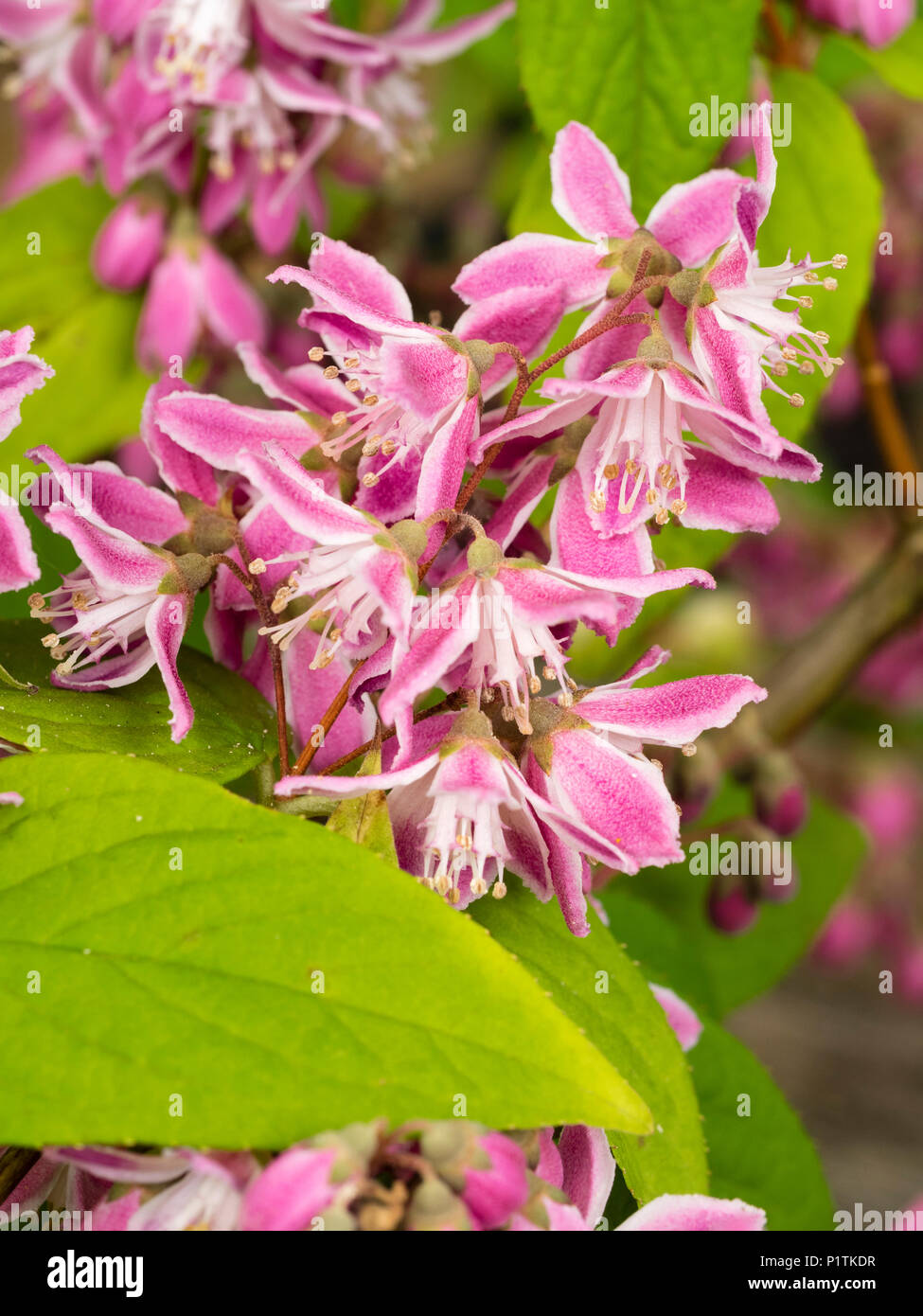 Juni rosa und weißen Blüten der Hardy sommergrüne Strauch, Deutzia x Hybrida 'Strawberry Fields' Stockfoto