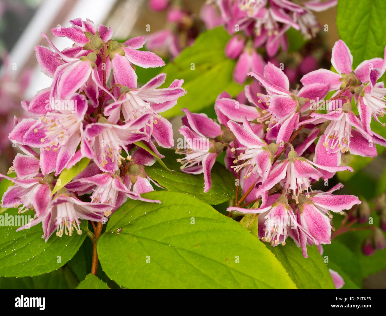 Juni rosa und weißen Blüten der Hardy sommergrüne Strauch, Deutzia x Hybrida 'Strawberry Fields' Stockfoto