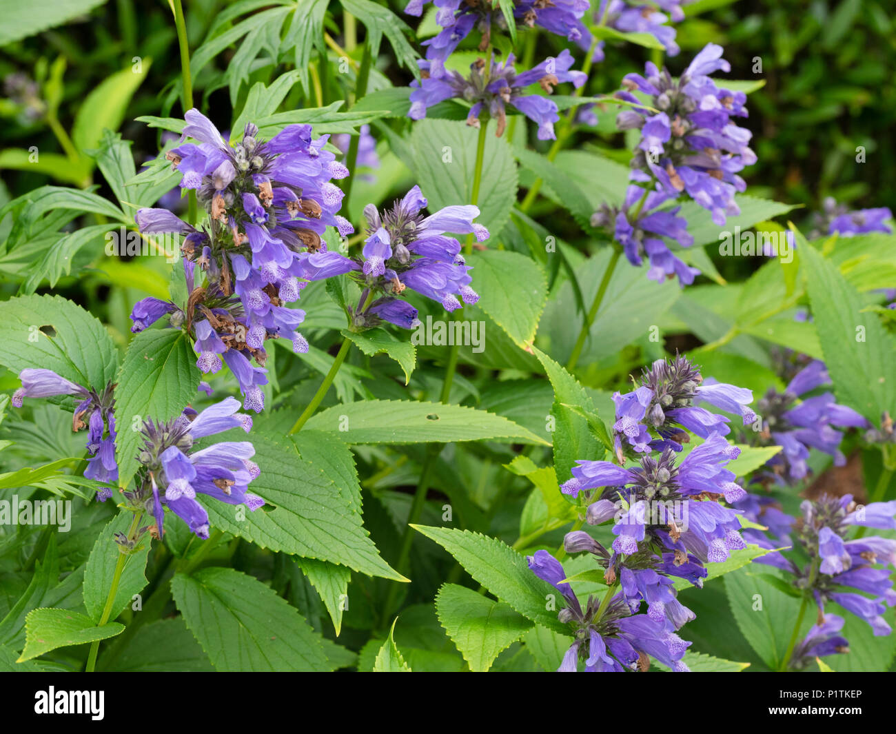Blau Sommer Blumen in Stubby spikes Der winterharte Staude, Nepeta