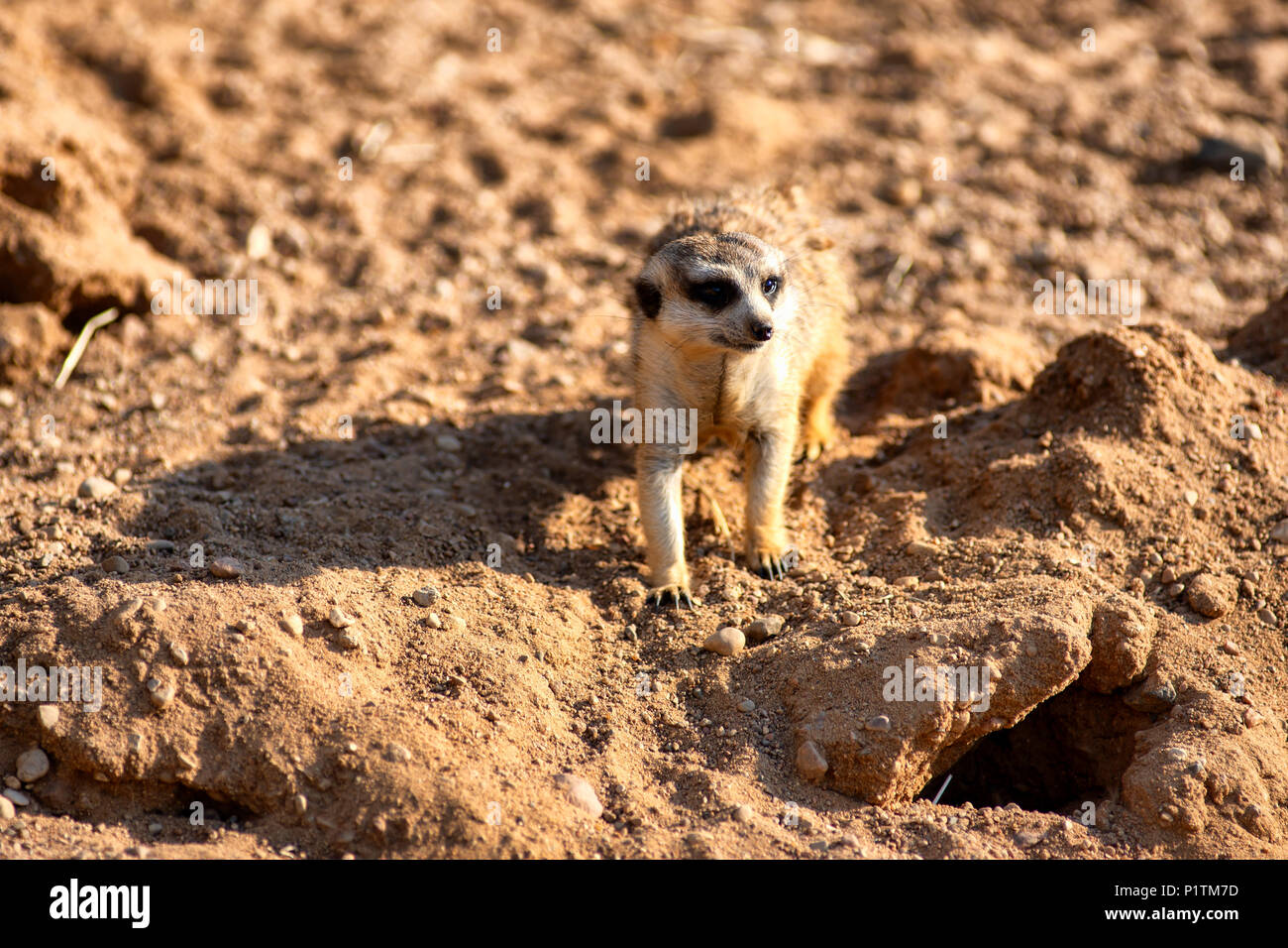 Neugierig und anfragende surikat oder Erdmännchen um beobachten Stockfoto