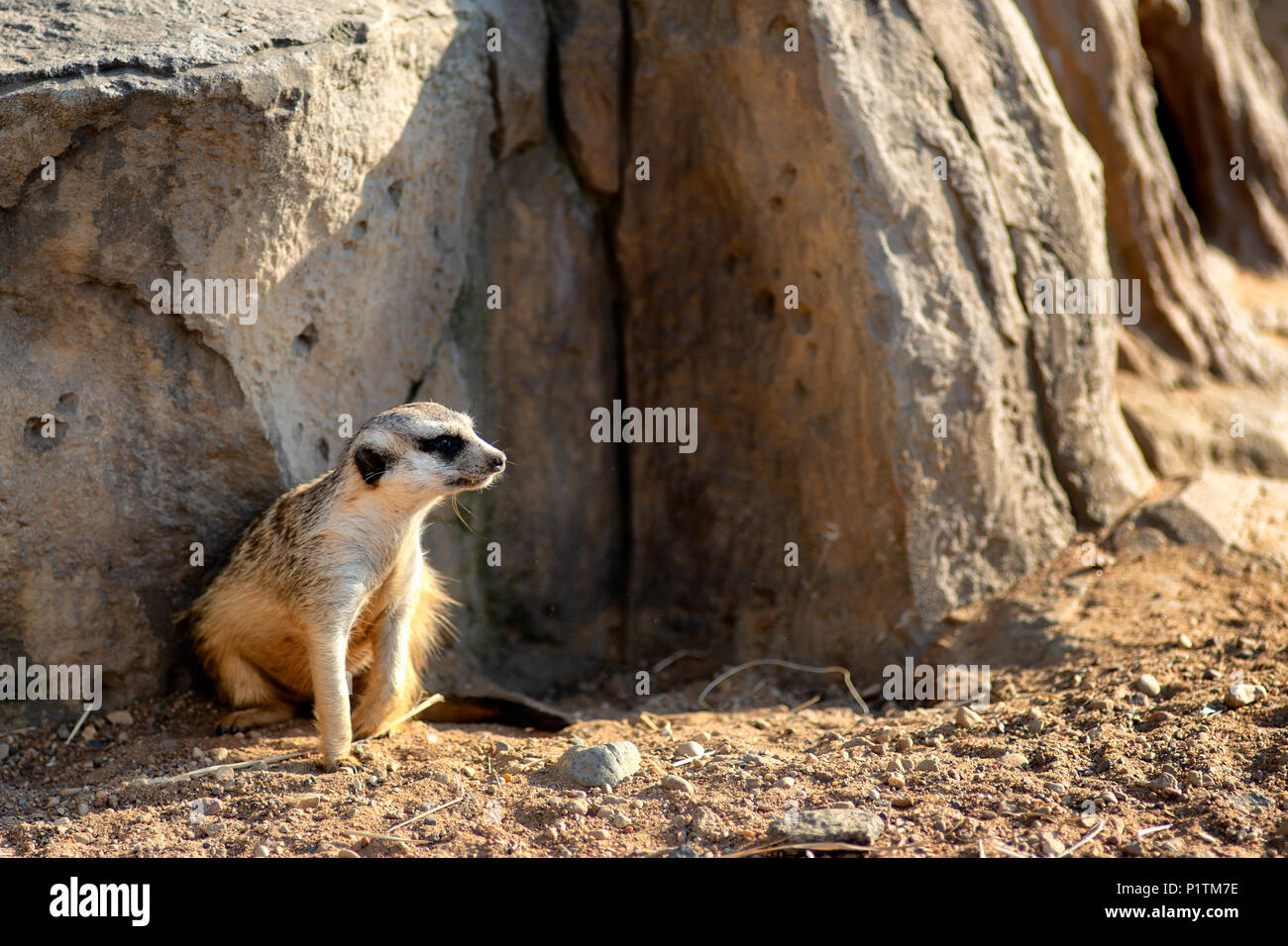 Neugierig und anfragende surikat oder Erdmännchen um beobachten Stockfoto