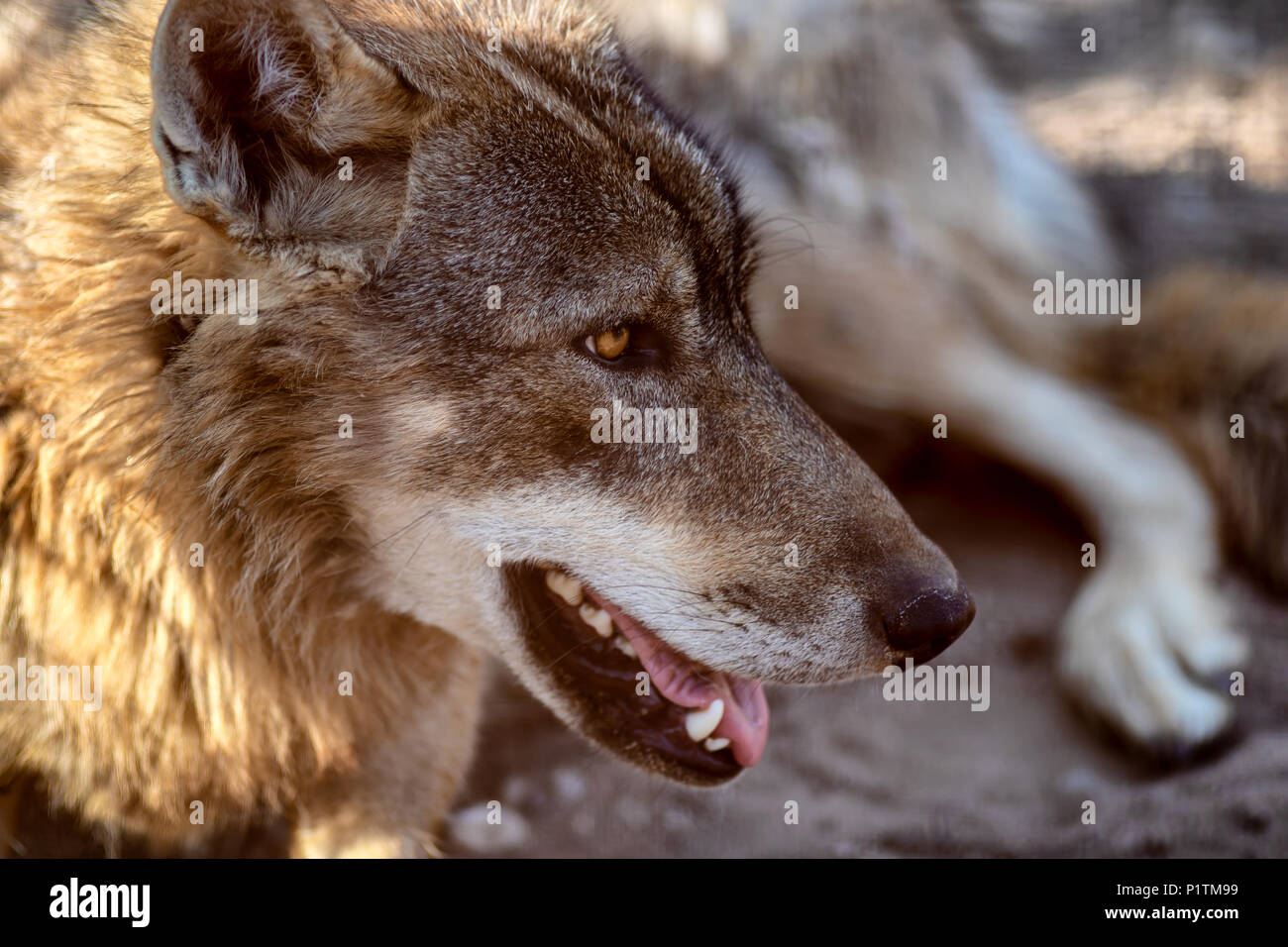 Grauer Wolf Tier Porträt im Abendlicht Stockfoto