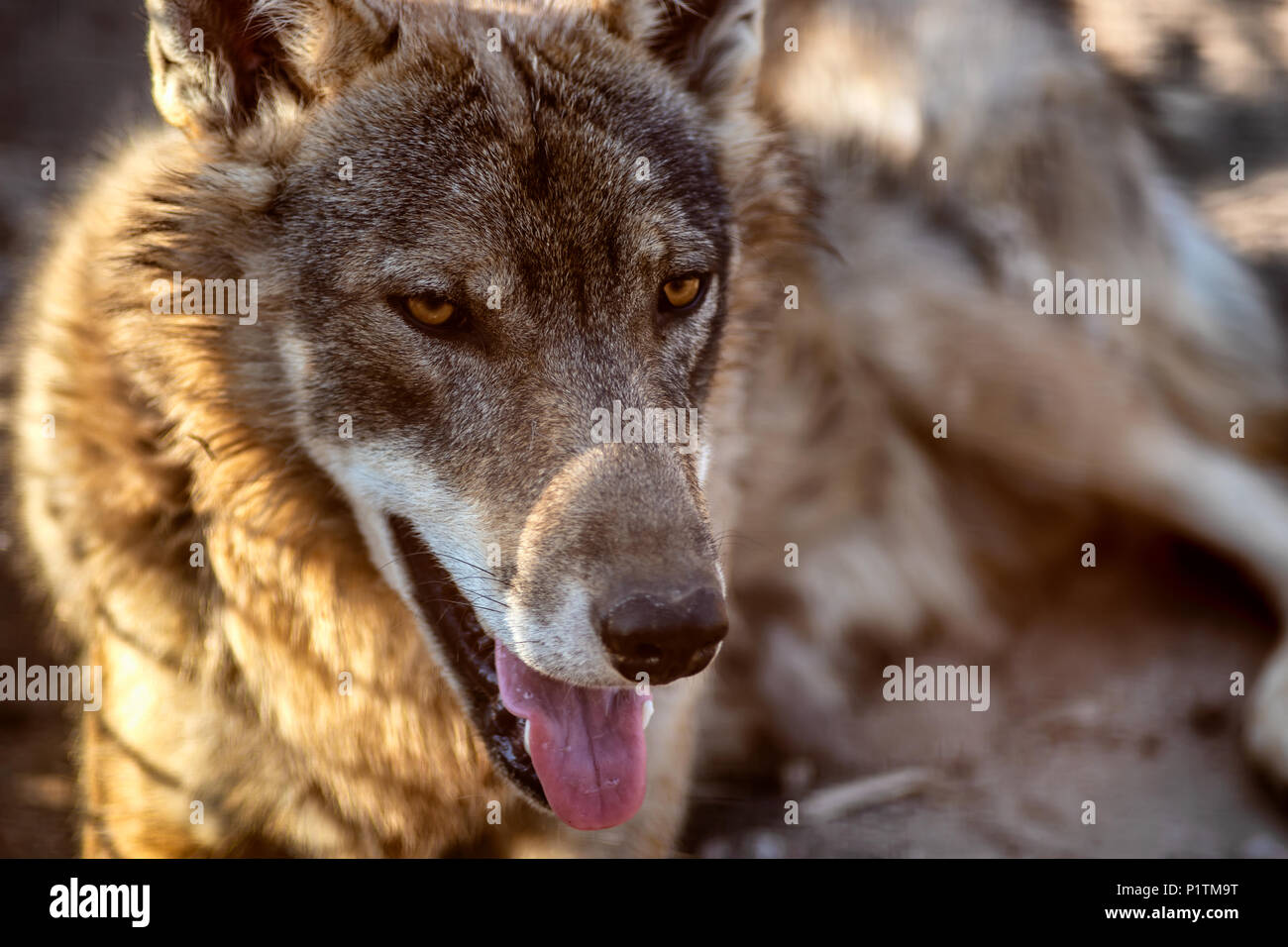 Grauer Wolf Tier Porträt im Abendlicht Stockfoto