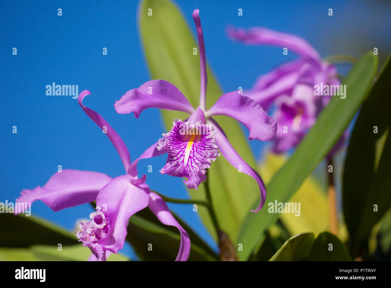 Purple orchid (Cattleya maxima); Paia, Maui, Hawaii, Vereinigte Staaten von Amerika Stockfoto