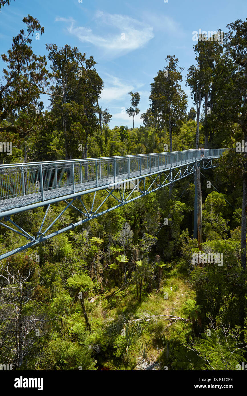 Wald und Treetop Gehweg, in der Nähe von Hokitika, West Coast, South Island, Neuseeland Stockfoto