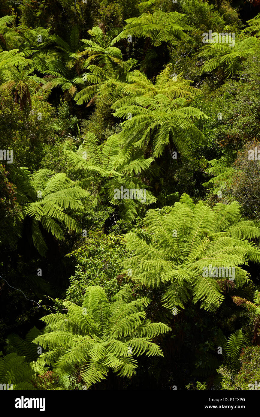 Baum - Farne aus Treetop Walk gesehen, in der Nähe von Hokitika, West Coast, South Island, Neuseeland Stockfoto