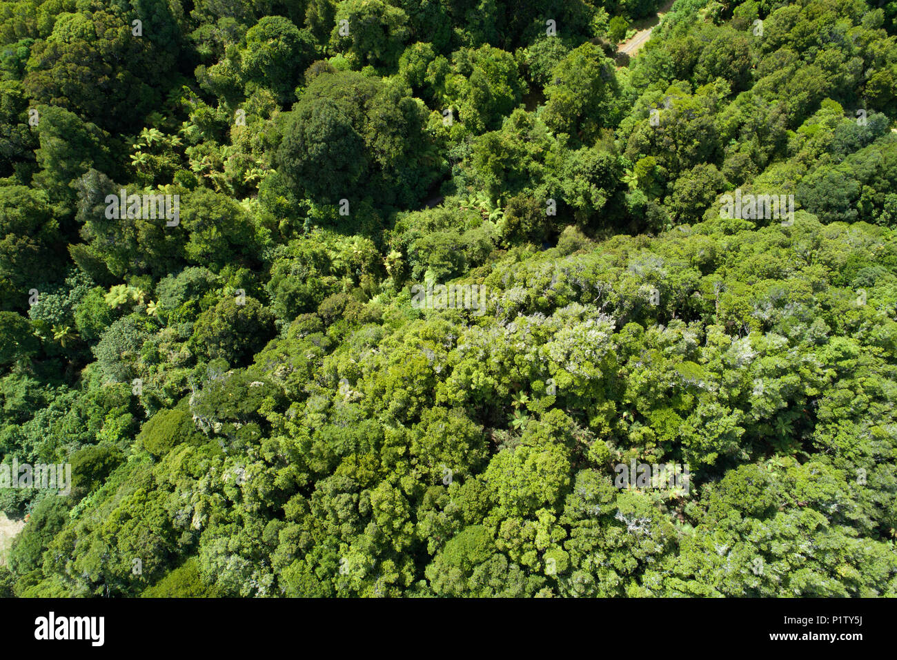 Native Bush von Lake Mahinapua, in der Nähe von Hokitika, West Coast, South Island, Neuseeland - drone Antenne Stockfoto