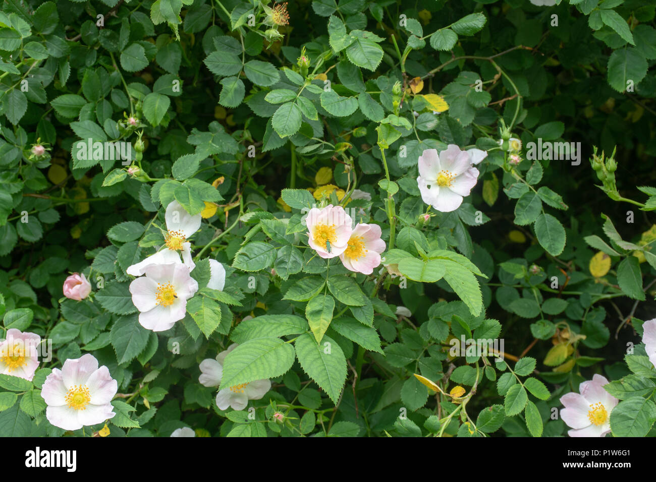 Englisch wilde Rosen mit kleinen grün Insekt auf Blume Rosa Canina Dog Rose Stockfoto