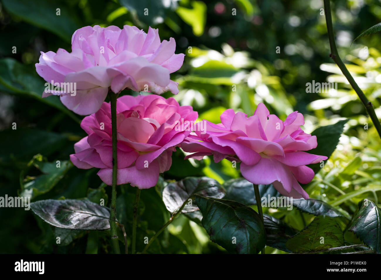 Schönen Cluster von zarten rosa und weissen Rosen im Garten im Sommer Stockfoto