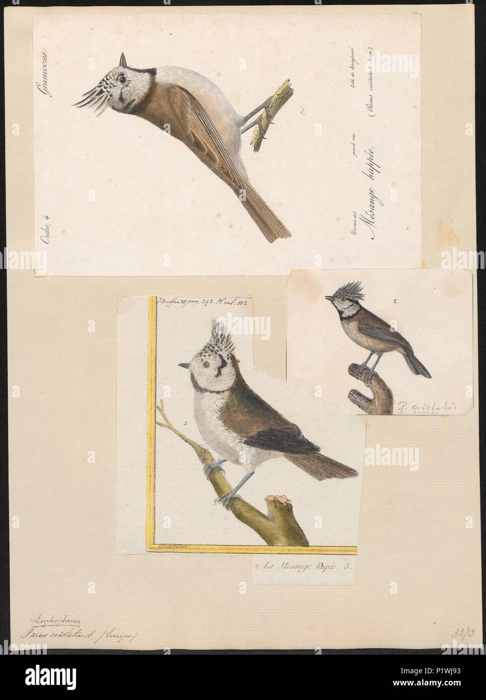 . Parus cristatus. Zwischen 1700 und 1880 217 Parus cristatus - 1700-1880 - Drucken - Iconographia Zoologica - Sondersammlungen Universität Amsterdam - UBA01 IZ 16100151 Stockfoto