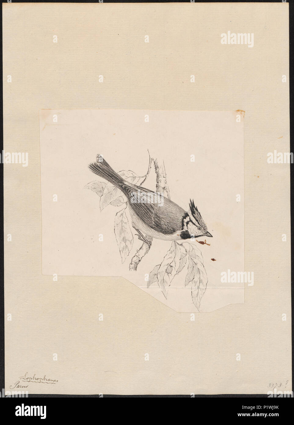 . Parus cristatus. Zwischen 1700 und 1880 217 Parus cristatus - 1700-1880 - Drucken - Iconographia Zoologica - Sondersammlungen Universität Amsterdam - UBA01 IZ 16100155 Stockfoto