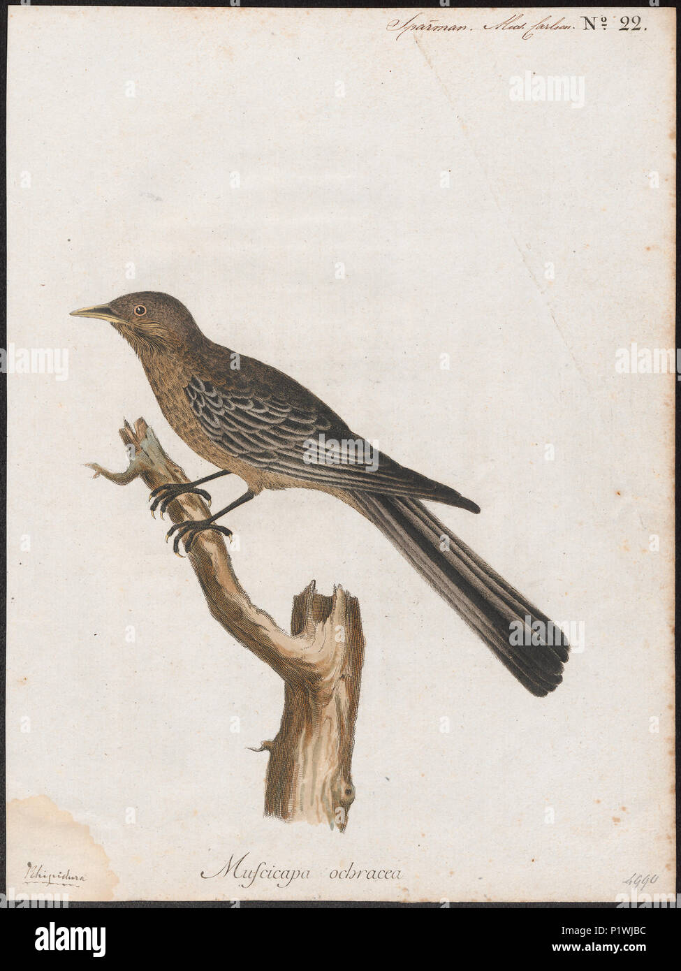 277 Rhipidura ochracea - 1786-1789 - Drucken - Iconographia Zoologica - Sondersammlungen Universität Amsterdam - UBA01 IZ 16500085 Stockfoto