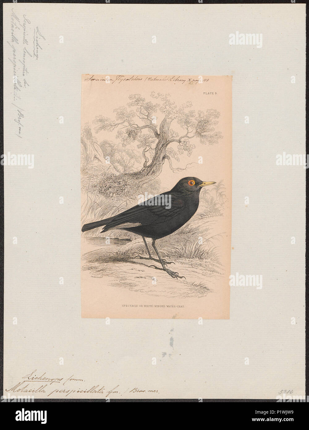 . Lichenops perspicillata. 1838 176 Lichenops perspicillata - 1838 - Drucken - Iconographia Zoologica - Sondersammlungen Universität Amsterdam - UBA01 IZ 16500241 Stockfoto