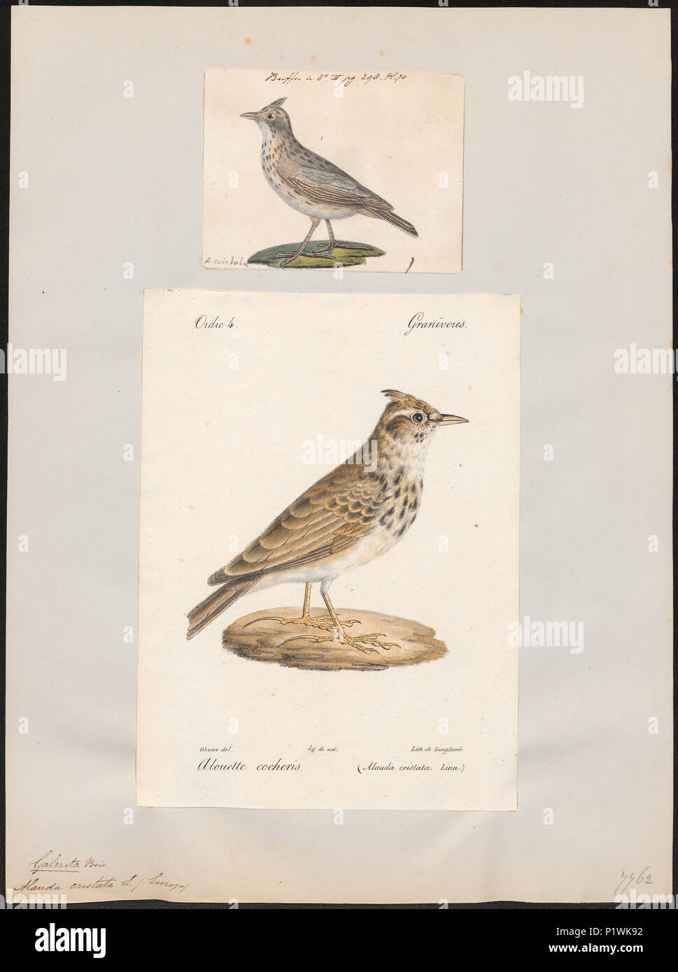 . Alauda cristata. Zwischen 1700 und 1880 10 Alauda cristata - 1700-1880 - Drucken - Iconographia Zoologica - Sondersammlungen Universität Amsterdam - UBA01 IZ 16100329 Stockfoto