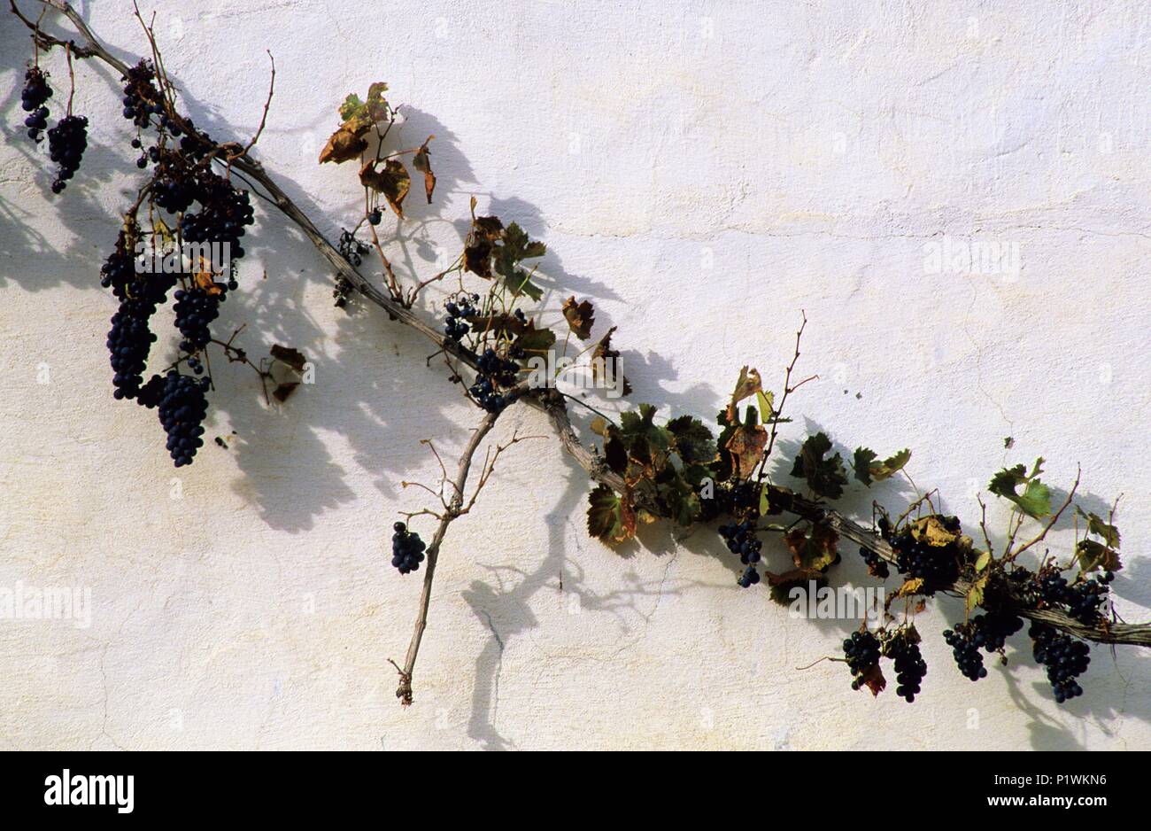 Orihuela del Tremedal; Detail einer Wand mit Weintrauben; Sierra de Albarracín Mountain Range. Stockfoto