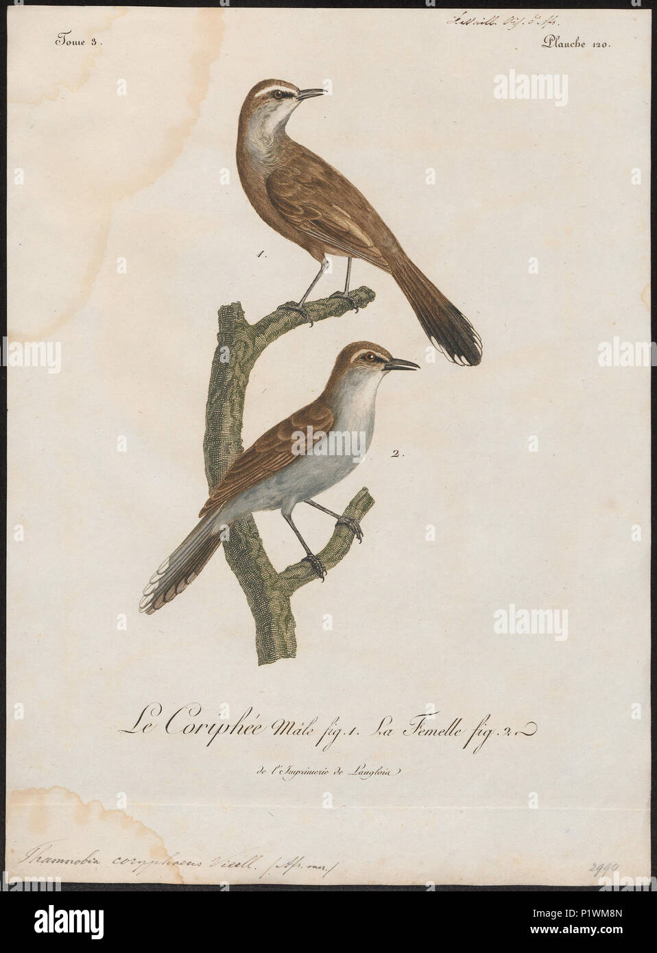 . Coryphaeus Thamnobia. Zwischen 1796 und 1808 304 Thamnobia coryphaeus - 1796-1808 - Drucken - Iconographia Zoologica - Sondersammlungen Universität Amsterdam - UBA01 IZ 16200123 Stockfoto