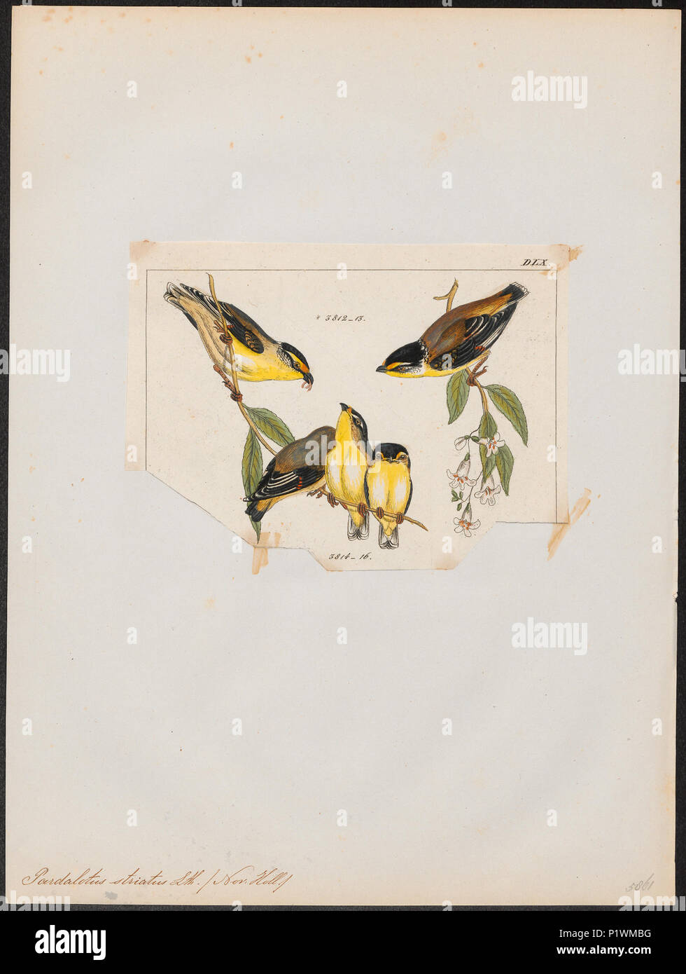 . Pardalotus striatus. Zwischen 1820 und 1860 217 Pardalotus striatus - 1820-1860 - Drucken - Iconographia Zoologica - Sondersammlungen Universität Amsterdam - UBA01 IZ 16600333 Stockfoto