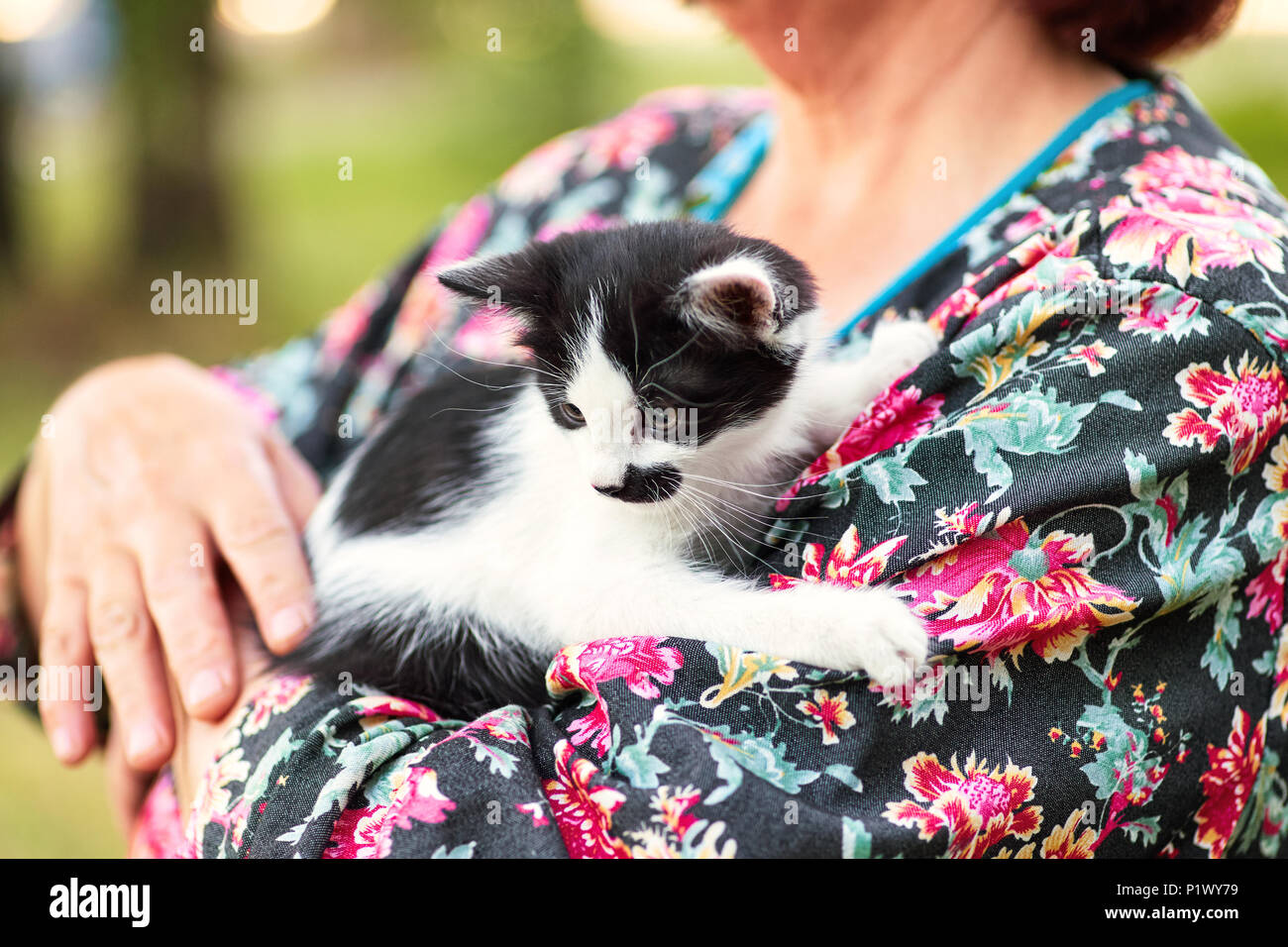 Die schwarz-weiße Katze sitzt auf der Frau die Arme und schaut weg Stockfoto