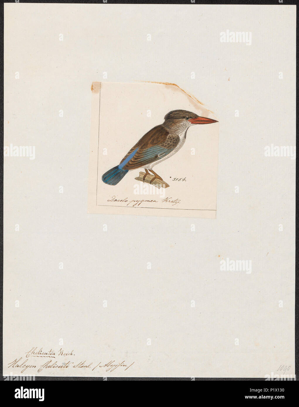 143 Halcyon chelicuti - 1845-1863 - Drucken - Iconographia Zoologica - Sondersammlungen Universität Amsterdam - UBA01 IZ 16800029 Stockfoto
