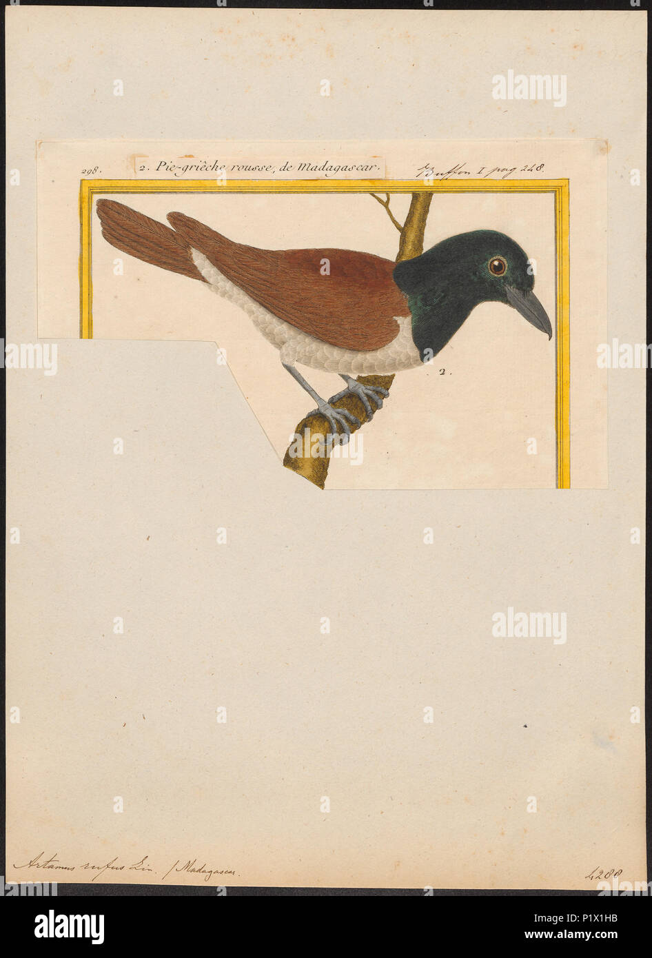 . Artamus Rufus. Zwischen 1700 und 1880 22 Artamus rufus - 1700-1880 - Drucken - Iconographia Zoologica - Sondersammlungen Universität Amsterdam - UBA01 IZ 16400141 Stockfoto