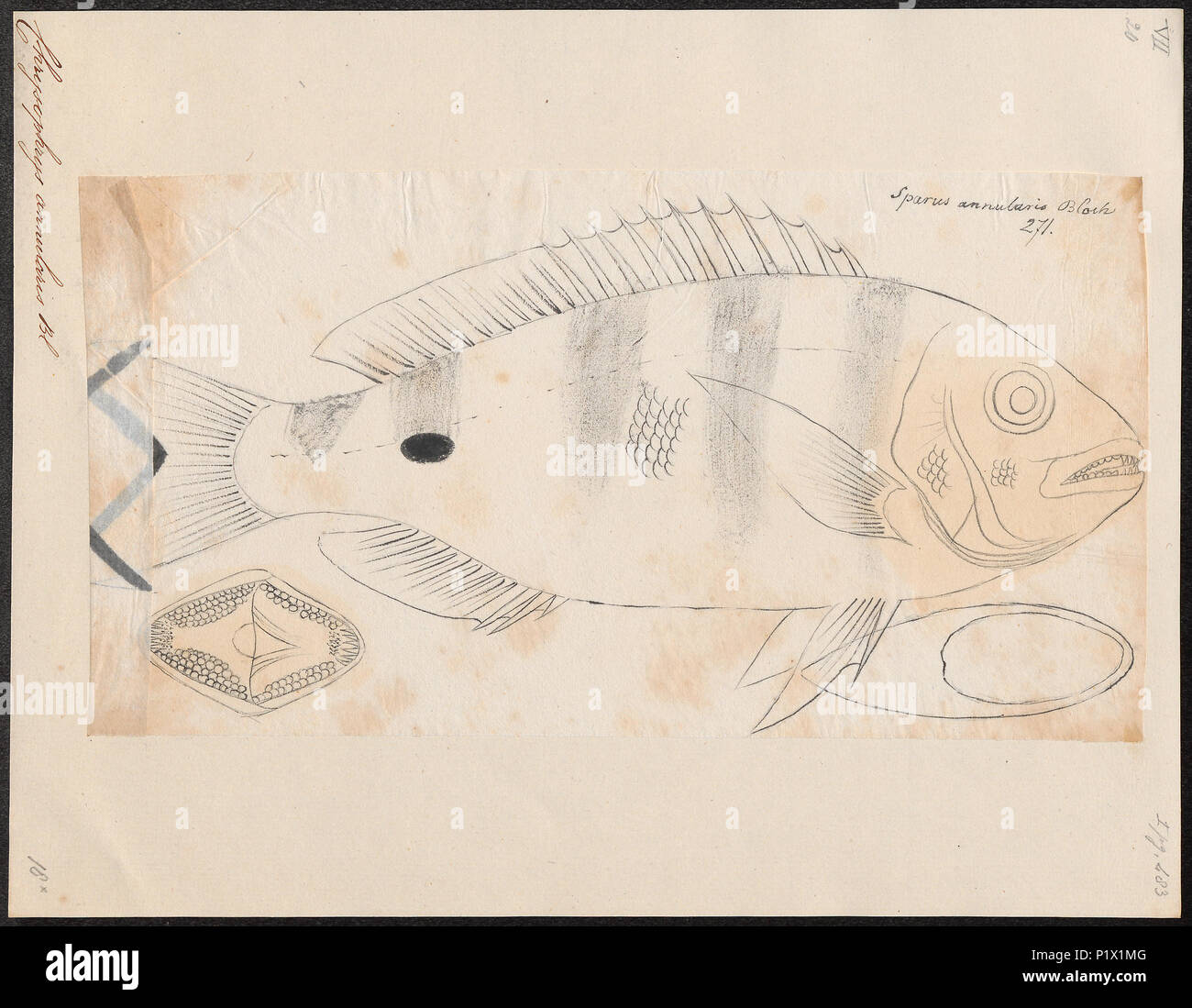 . Diplodus annularis Syn. Sparus annularis Syn. Chrysophrys annularis. Zwischen 1700 und 1880 61 Chrysophrys annularis - 1700-1880 - Drucken - Iconographia Zoologica - Sondersammlungen Universität Amsterdam - UBA01 IZ 13100103 Stockfoto