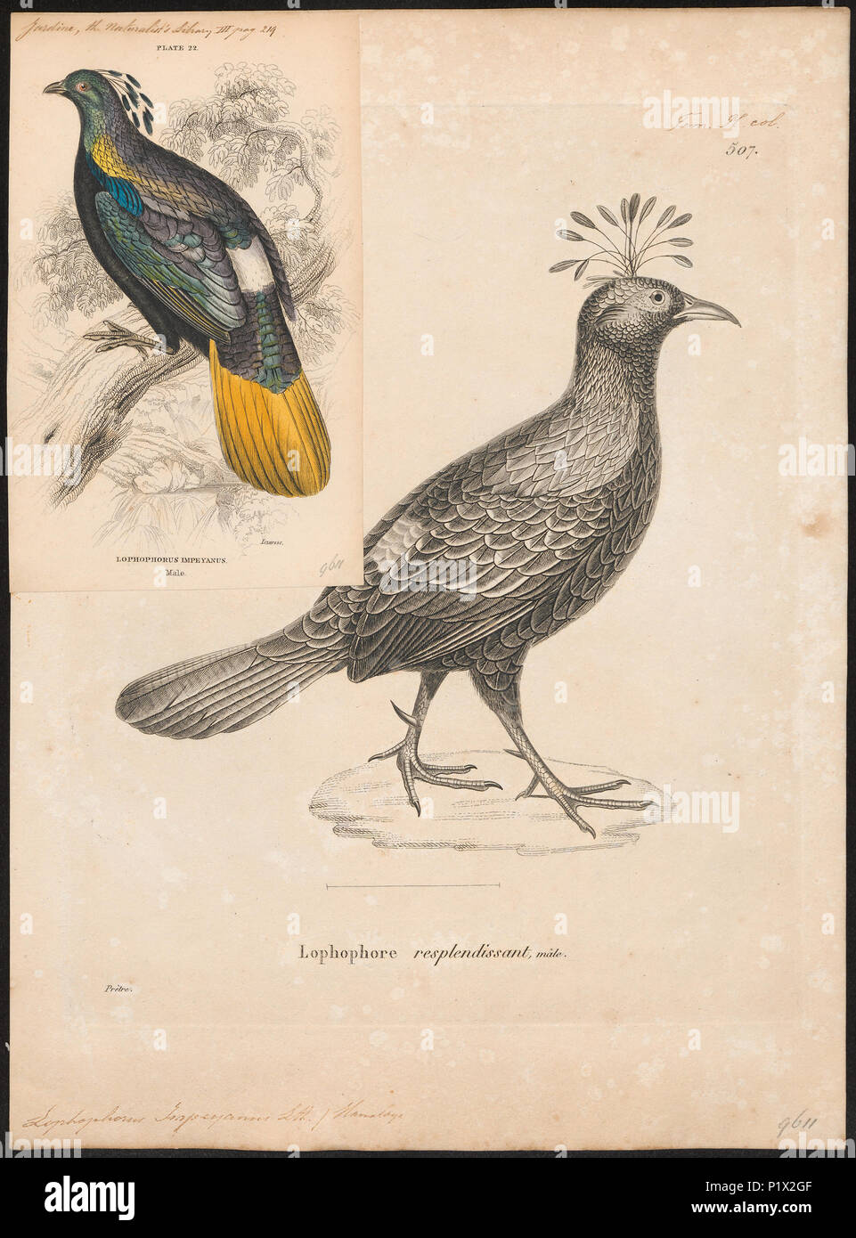 178 Lophophorus impeyanus - 1700-1880 - Drucken - Iconographia Zoologica - Sondersammlungen Universität Amsterdam - UBA01 IZ 16900227 Stockfoto