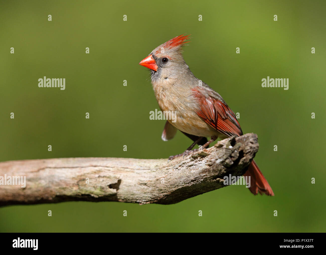 Weibliche nördliche Kardinal (Cardinalis cardinalis) auf einem toten Baum - Grand Bend, Ontario, Kanada gehockt Stockfoto