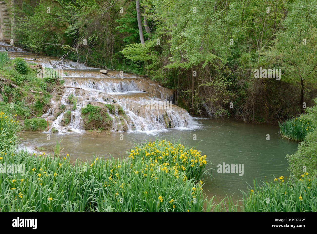 Gelbe Iris aka Gelbe Flagge, Iris pseudacorus, wachsende Um Pool unten Wasserfall an der Réal Fluss Jouques Provence Frankreich Stockfoto