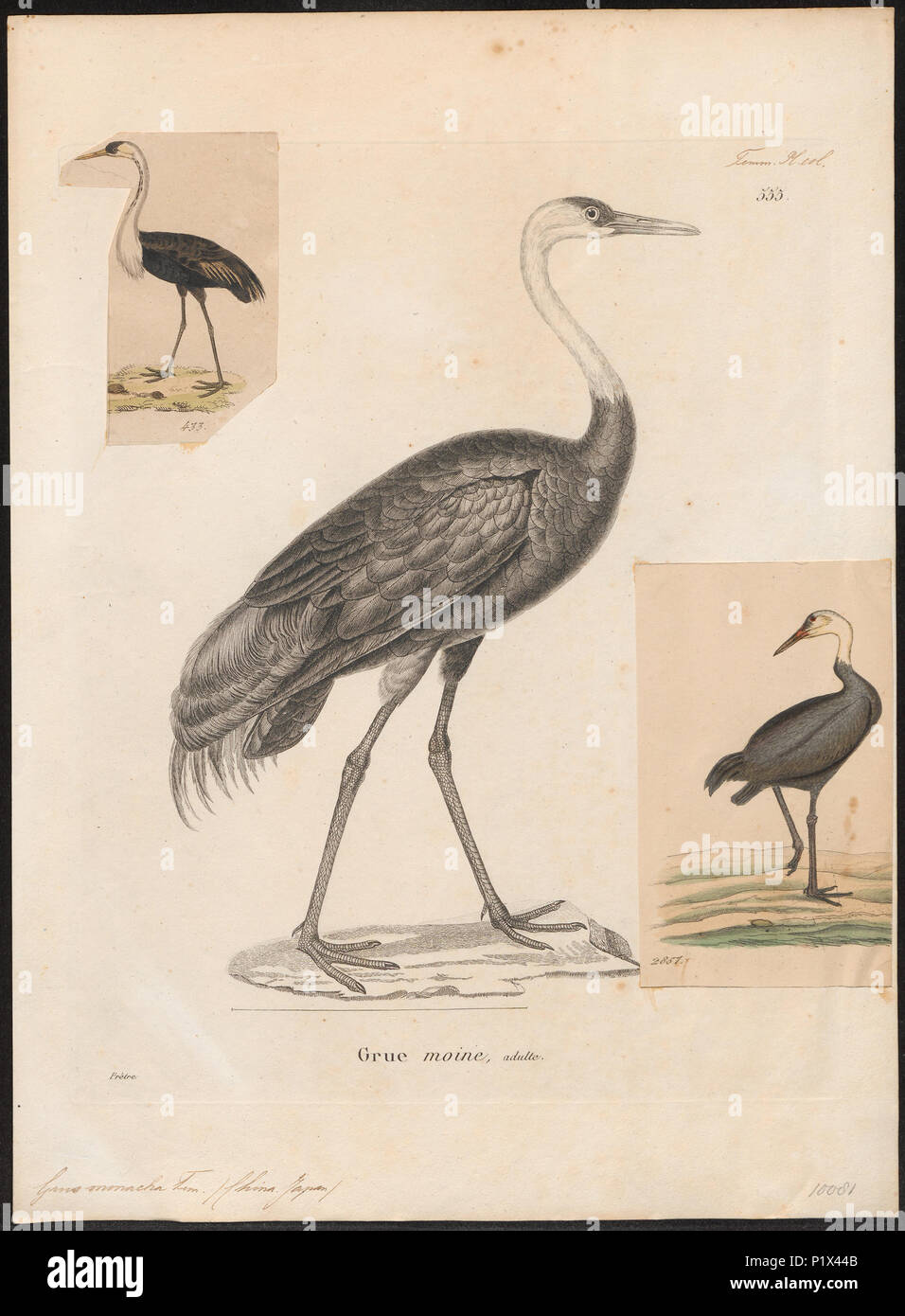 . Grus monacha. Zwischen 1700 und 1880 142 Grus monacha - 1700-1880 - Drucken - Iconographia Zoologica - Sondersammlungen Universität Amsterdam - UBA01 IZ 17300085 Stockfoto