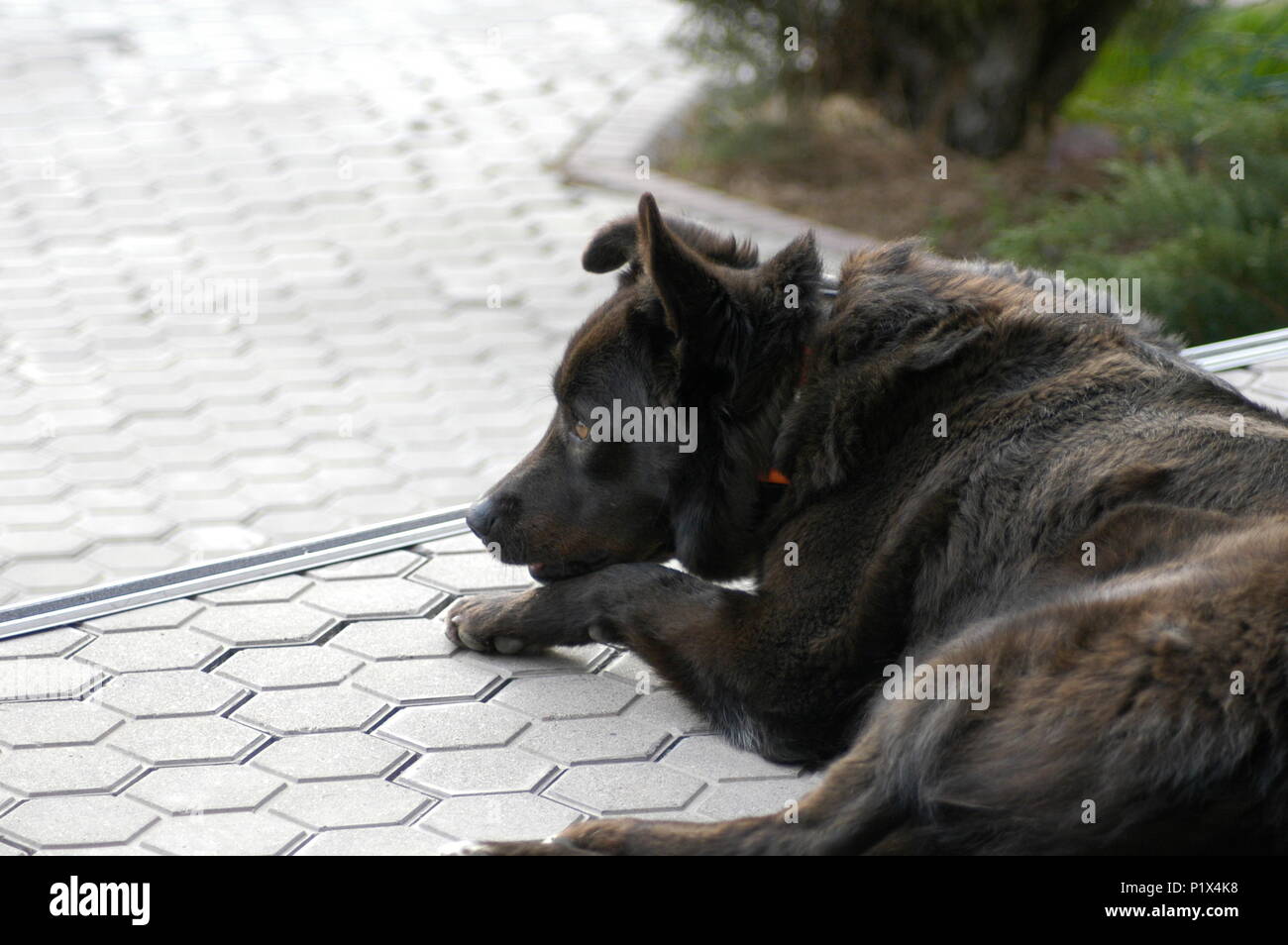 Schwarzer Hund mit einem nachdenklichen Blick Stockfoto