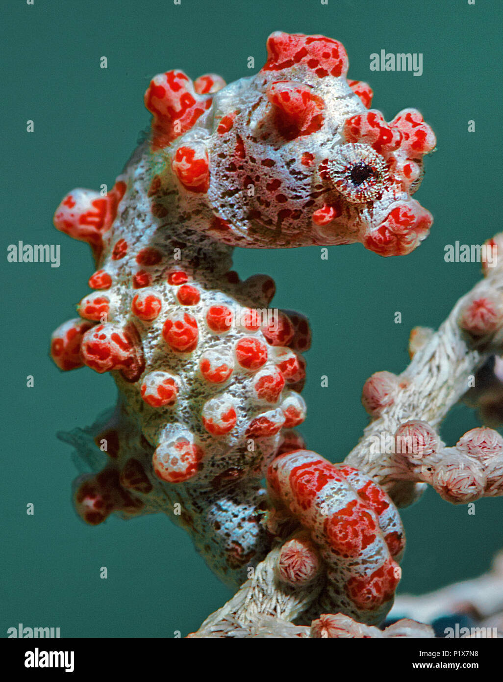 Pygmy Seepferdchen (Hippocampus Bargibanti) auf seafan (Muricella paraplectana), Sulawesi, Indonesien Stockfoto