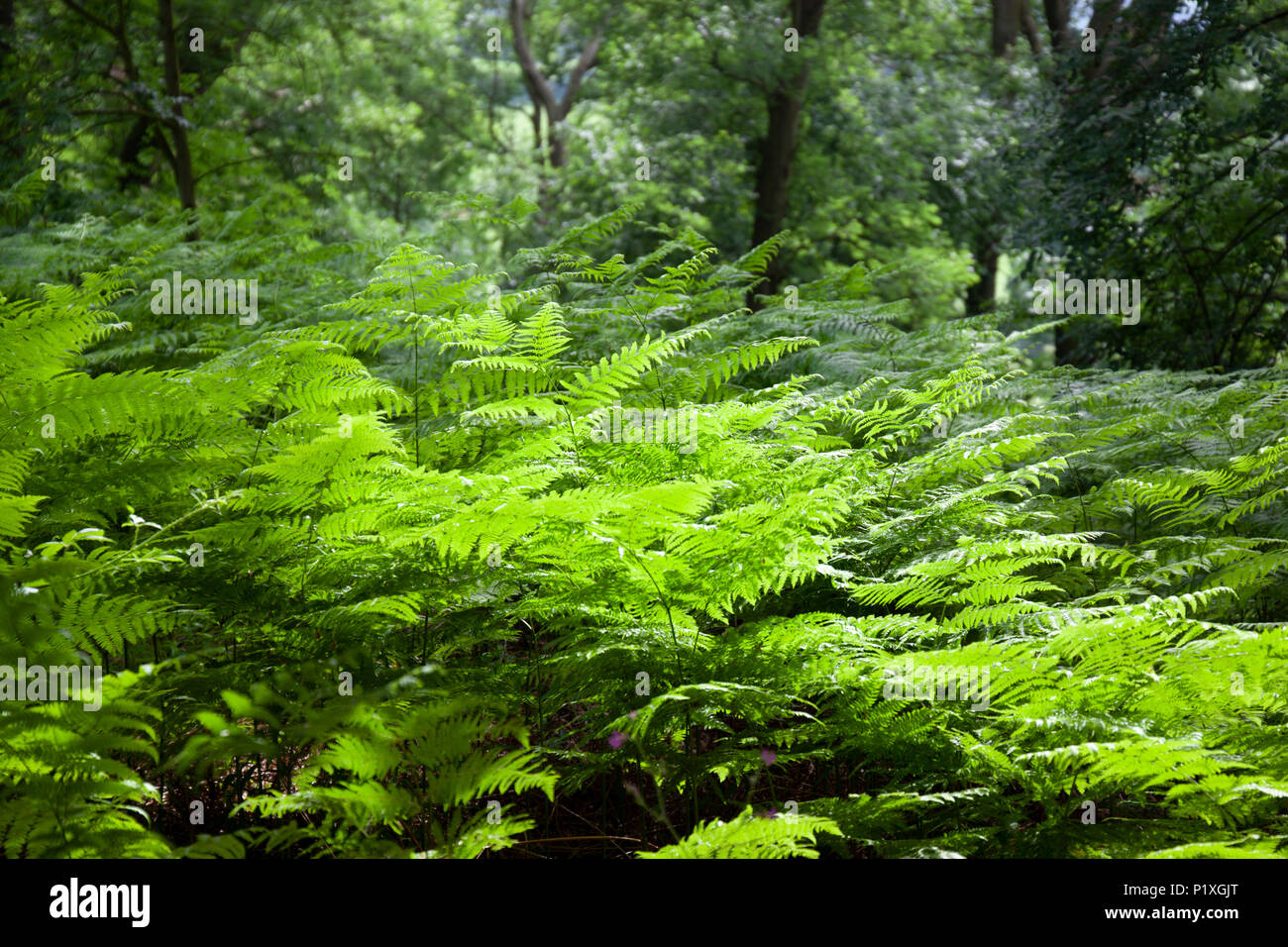 Grüne bracken Hintergrundbeleuchtung in Sommergrünen Wäldern, Abingdon, The Cotswolds, Gloucestershire, England, Vereinigtes Königreich, Europa Stockfoto