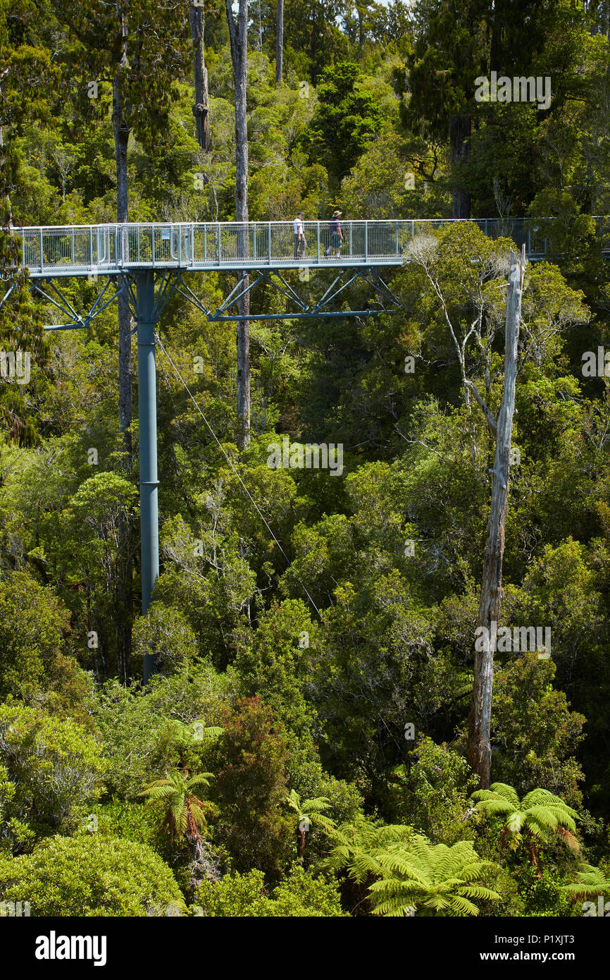 Wald und Touristen auf Treetop Gehweg, in der Nähe von Hokitika, West Coast, South Island, Neuseeland Stockfoto