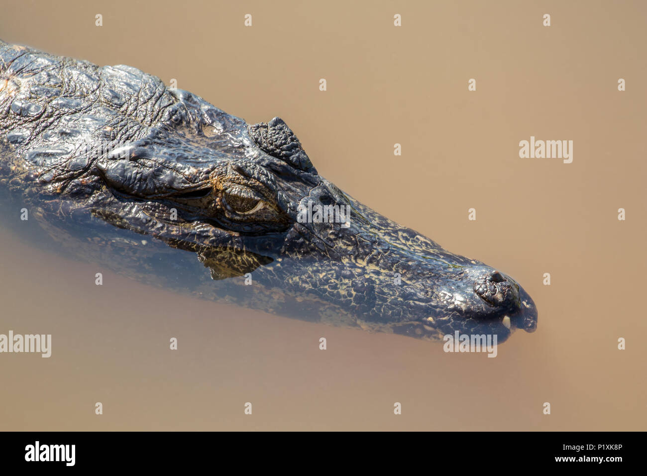 Yacare Kaimane bewohnen Mittel- und Südamerika. Sie sind relativ klein dimensionierte Krokodile, dennoch erreichen Längen von 2-3 m.  Im Pantanal ein Stockfoto