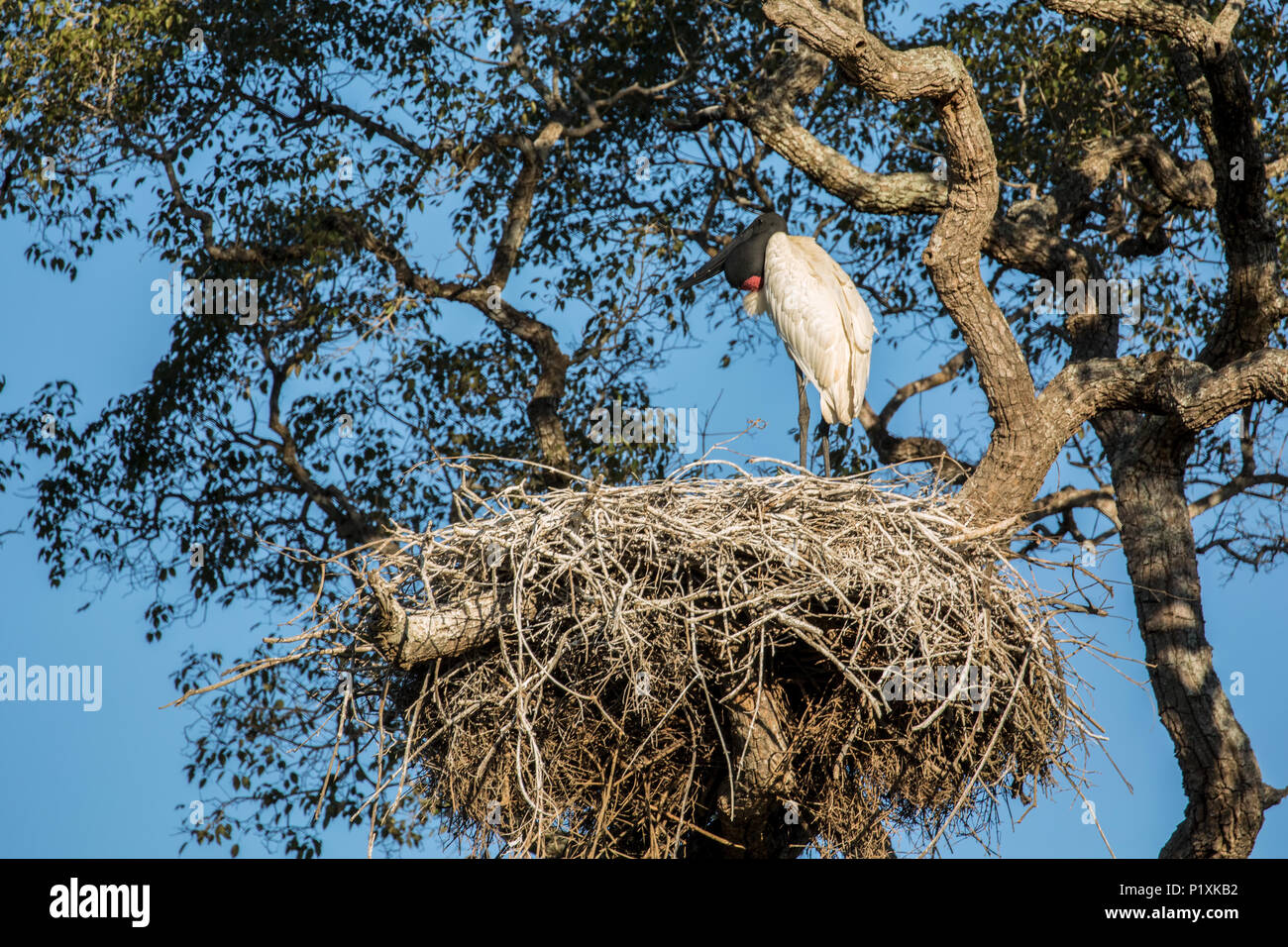 Pantanal, Matto Grosso, Brasilien, Südamerika. Jabiru stehend auf einem riesigen Nest. Stockfoto