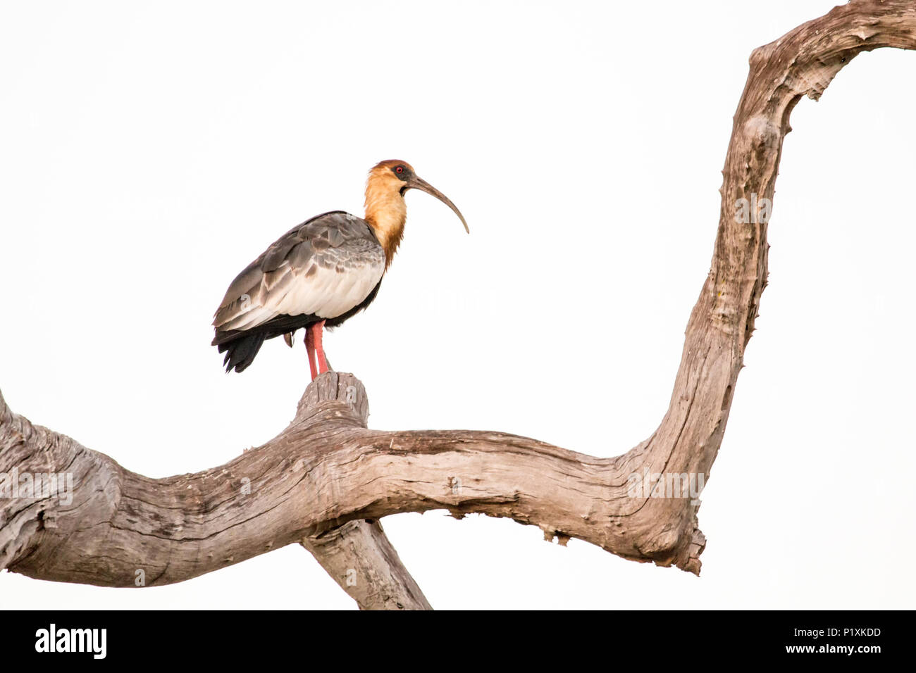 Pantanal, Mato Grosso, Brasilien, Südamerika. Buff-necked Ibis in einem abgestorbenen Baum. Stockfoto
