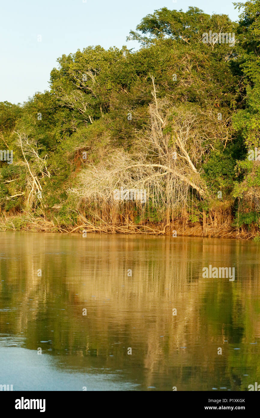 Pantanal, Mato Grosso, Brasilien, Südamerika. Wald und seine Reflexion entlang der Cuiaba Fluss gesehen. Stockfoto