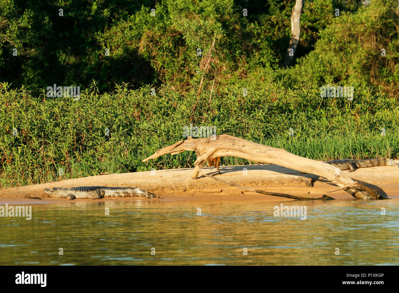 Pantanal, Mato Grosso, Brasilien, Südamerika. Caiman Sonnen am Ufer des Cuiaba Fluss, mit einer interessanten suchen Stück driftw Stockfoto