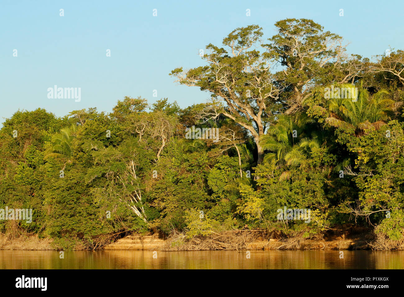 Pantanal, Mato Grosso, Brasilien, Südamerika. Wald am frühen Morgen entlang der Cuiaba Fluss gesehen. Stockfoto