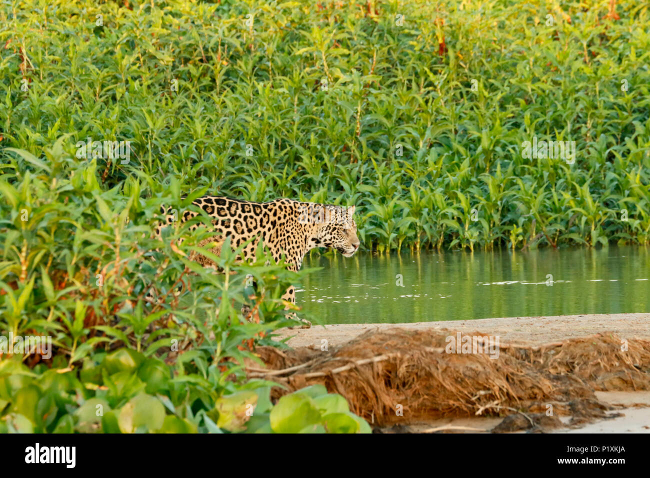 Pantanal, Mato Grosso, Brasilien, Südamerika. Jaguar auf eine Sandbank auf der Cuiaba River. Stockfoto