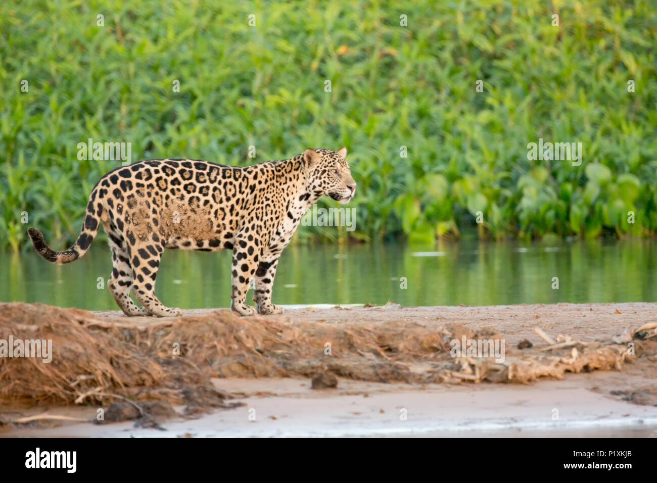 Pantanal, Mato Grosso, Brasilien, Südamerika. Jaguar steht auf einer Sandbank entlang der Cuiaba Fluss, durch kleine fliegende Insekten umgeben. Stockfoto