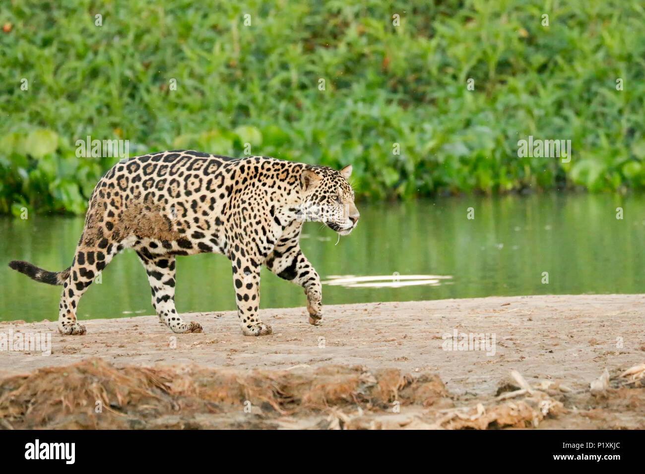 Pantanal, Mato Grosso, Brasilien, Südamerika. Jaguar auf eine Sandbank auf der Cuiaba Fluss, durch kleine fliegende Insekten umgeben. Stockfoto