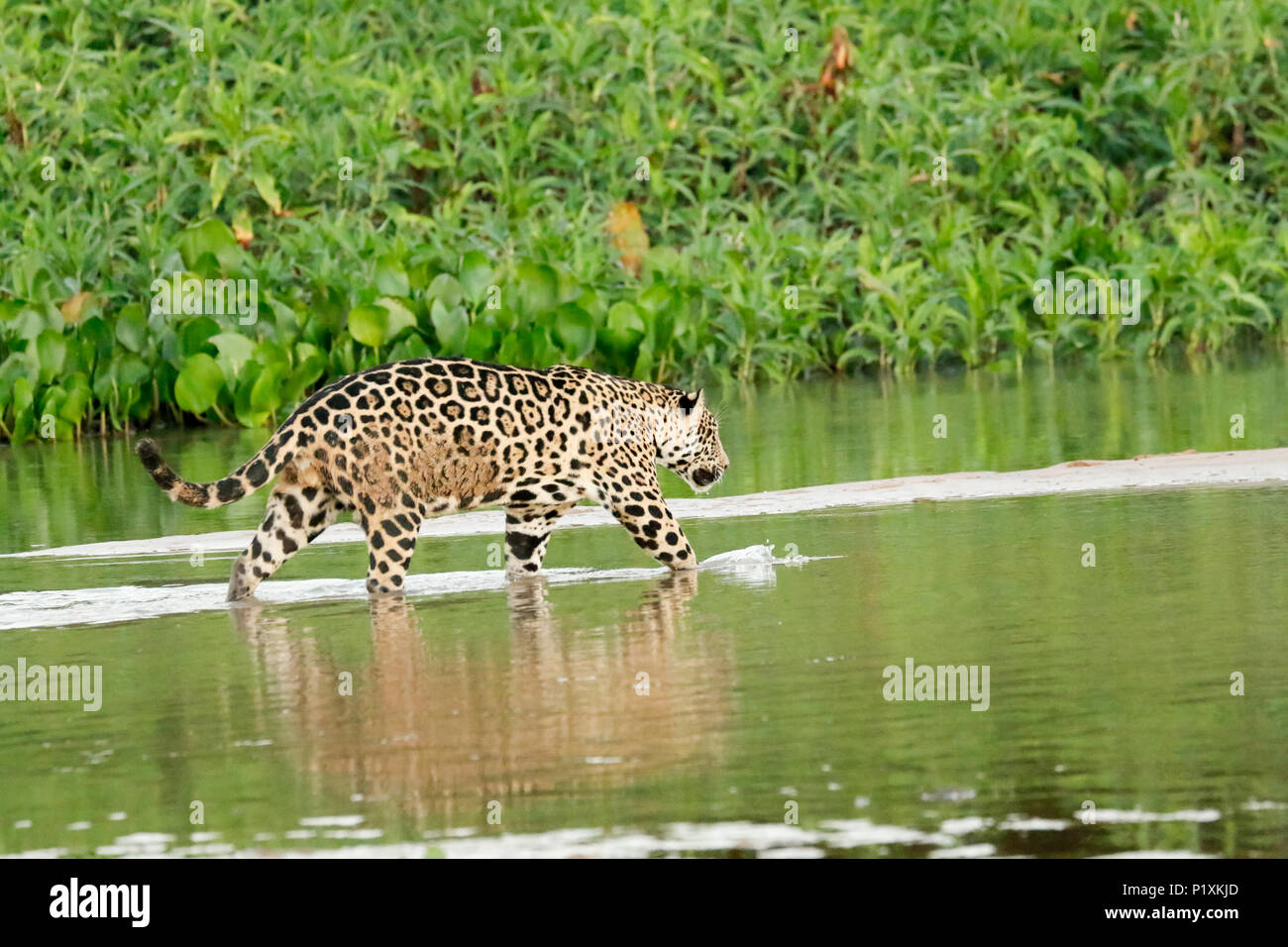 Pantanal, Mato Grosso, Brasilien, Südamerika. Jaguar das Waten im seichten Wasser, wie es zwischen den Sandbänken auf der Cuiaba Fluss überquert. Stockfoto