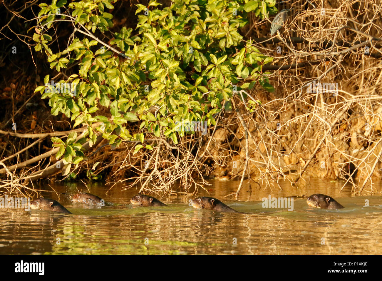 Pantanal, Mato Grosso, Brasilien, Südamerika. Fünf riesige Fischotter auf der Suche nach Fisch im Cuiaba River. Stockfoto