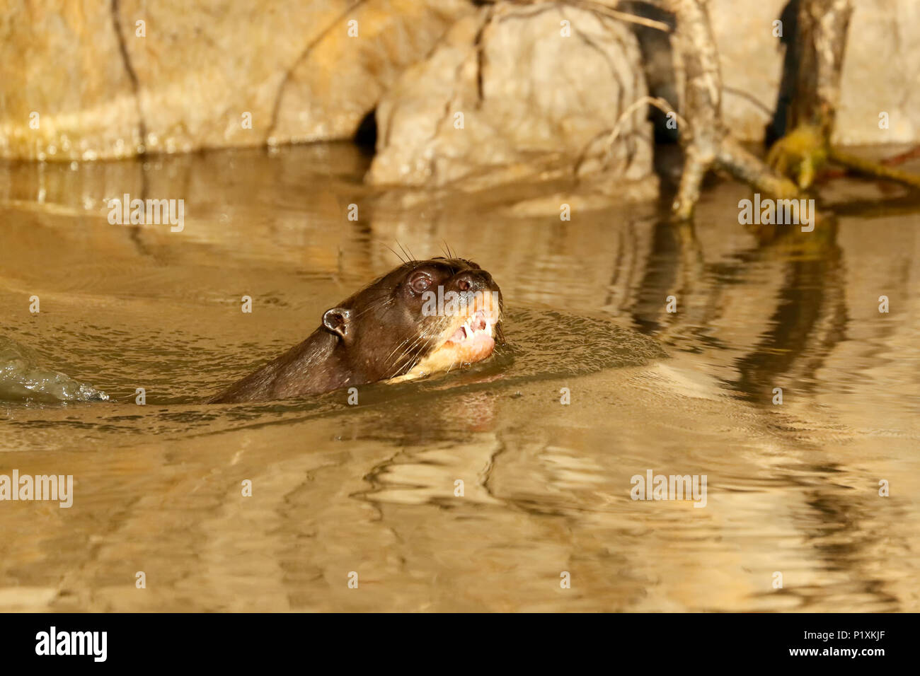 Pantanal, Mato Grosso, Brasilien, Südamerika. Giant River Otter schwimmen im Cuiaba River. Stockfoto