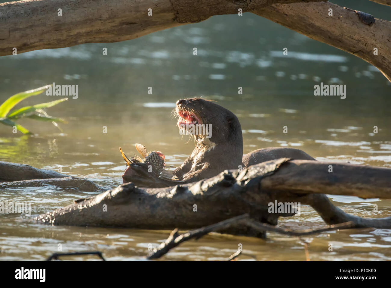 Pantanal, Mato Grosso, Brasilien, Südamerika. Giant River Otter essen ein Fisch in der cuiaba Fluss in den frühen Morgen gefangen. Stockfoto