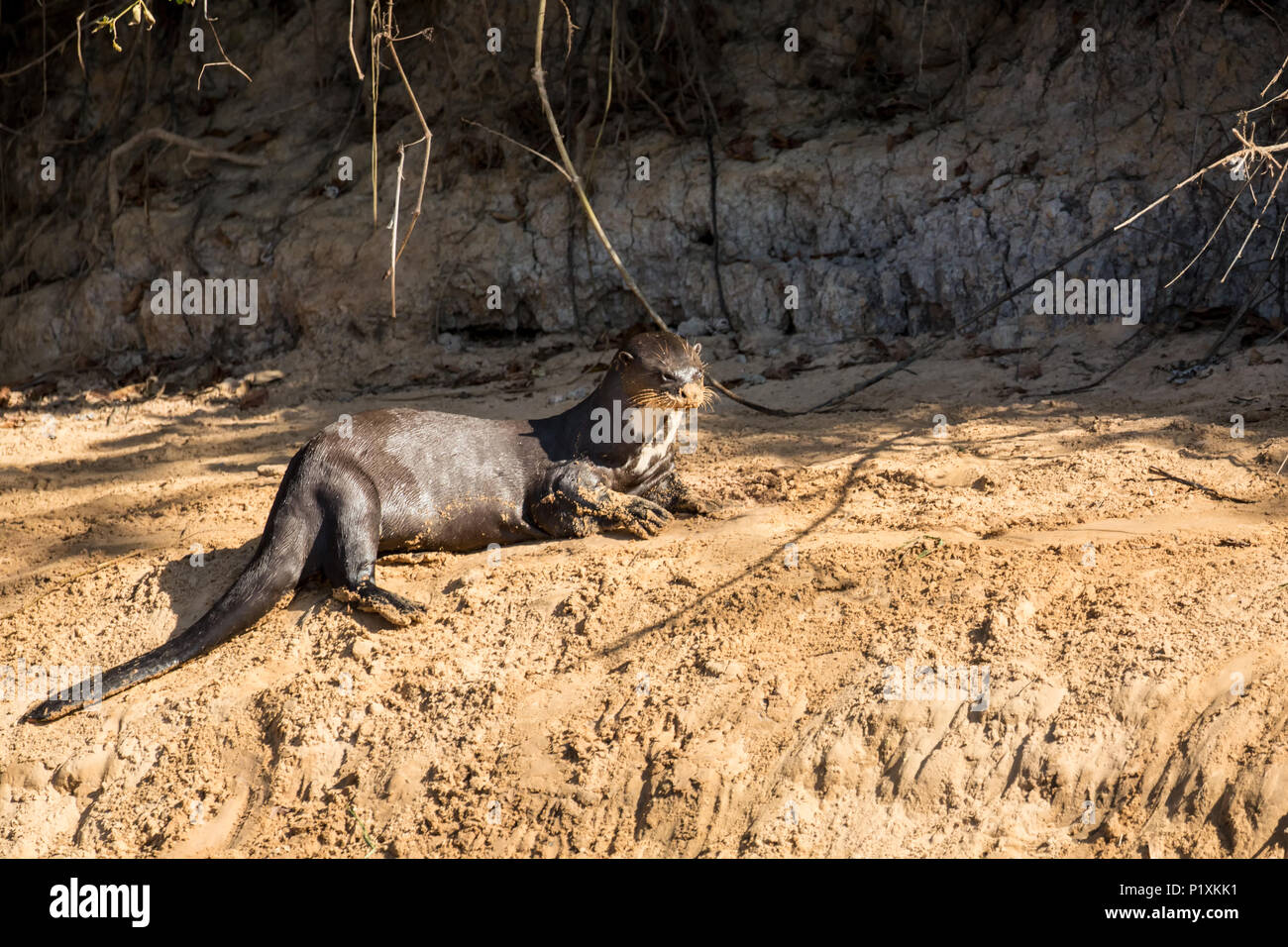 Pantanal, Mato Grosso, Brasilien, Südamerika. Giant River Otter ruht auf dem Ufer des Cuiaba River. Stockfoto