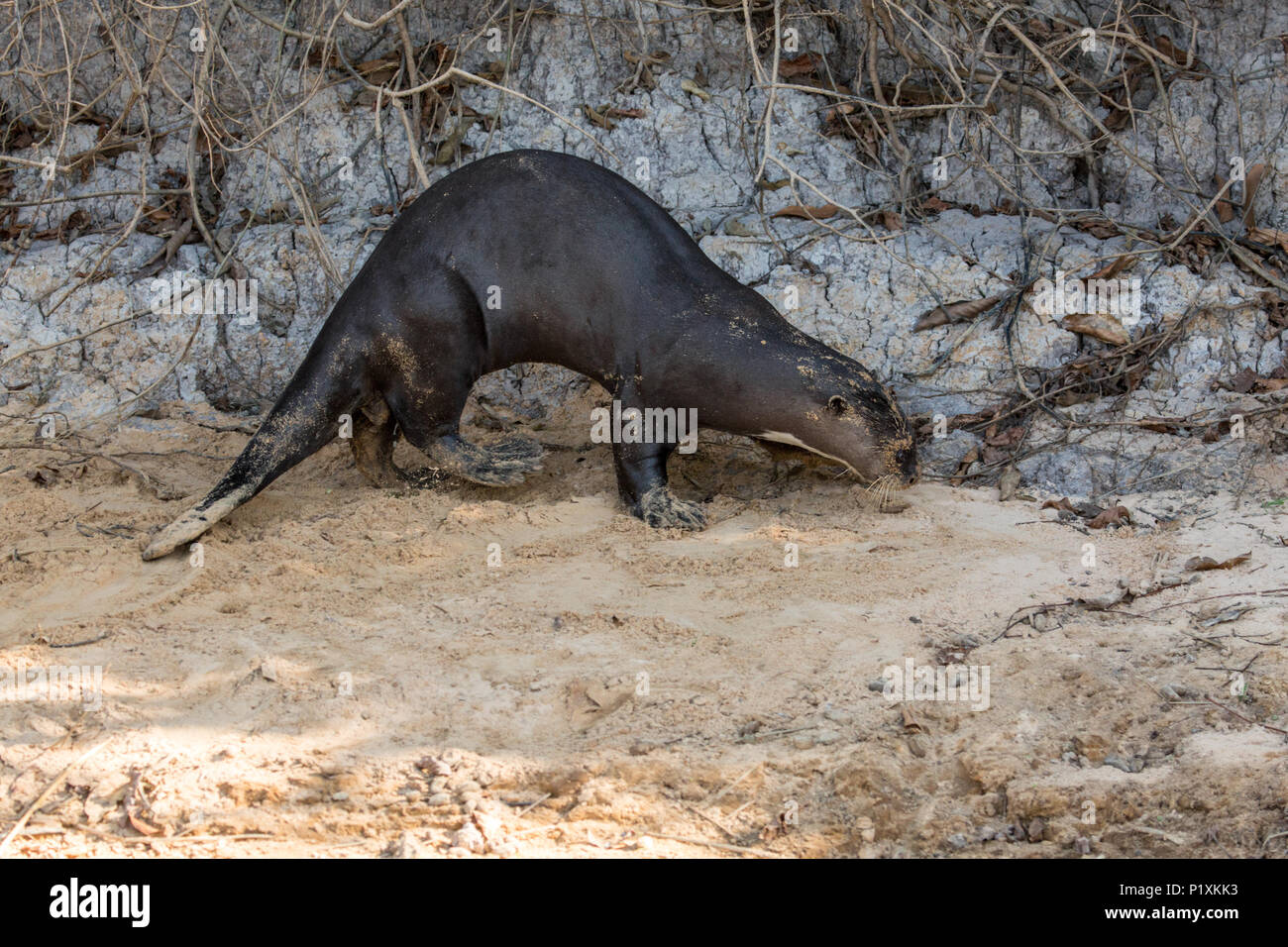Pantanal, Mato Grosso, Brasilien, Südamerika. Giant River Otter Wandern am Ufer des Cuiaba River. Stockfoto