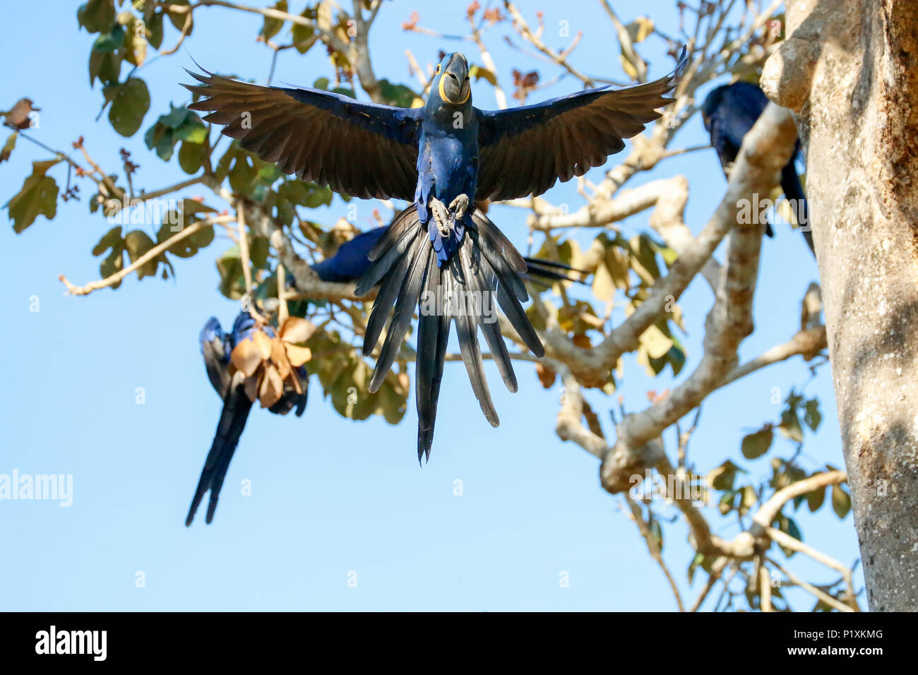 Pantanal, Mato Grosso, Brasilien, Südamerika. Hyazinthara Landung in einem Baum mit ausgebreiteten Flügeln. Stockfoto